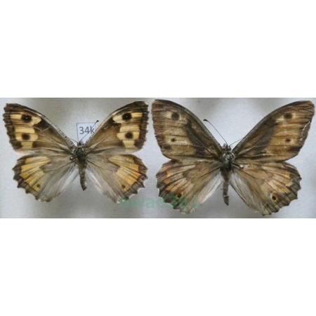 Hipparchia semele (Linnaeus, 1758) pair Skalnik semele France34k